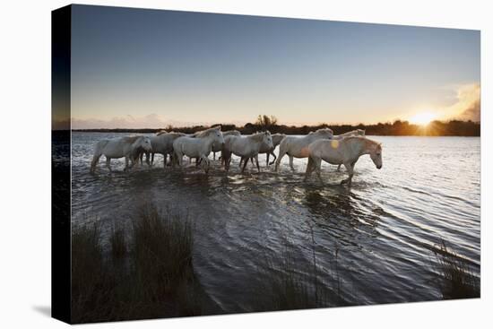 Wild White Horses at Sunset, Camargue, France, Europe-Janette Hill-Premier Image Canvas