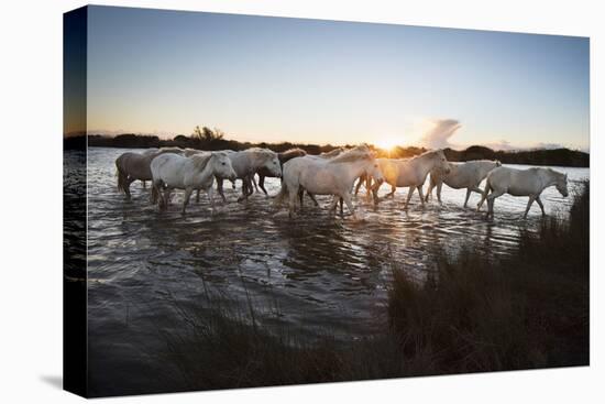 Wild White Horses at Sunset, Camargue, France, Europe-Janette Hill-Premier Image Canvas