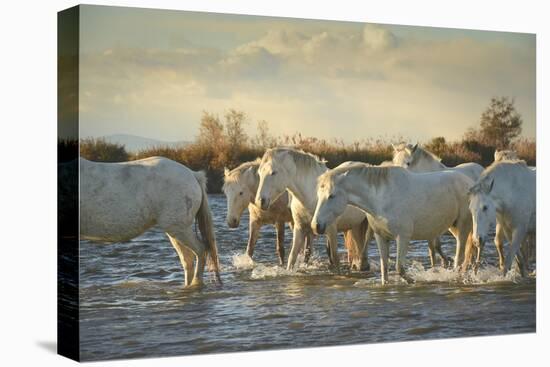 Wild White Horses, Camargue, France, Europe-Janette Hill-Premier Image Canvas