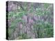 Wild Wisteria-null-Premier Image Canvas