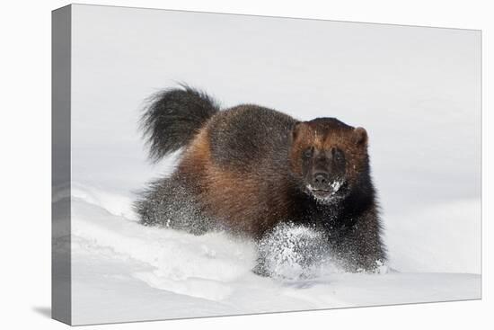 Wild Wolverine walking in snow, Finland-Markus Varesvuo-Premier Image Canvas