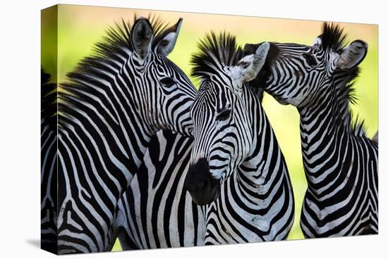 Wild Zebra Socialising-Africa-null-Stretched Canvas