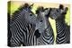 Wild Zebra Socialising-Africa-null-Stretched Canvas