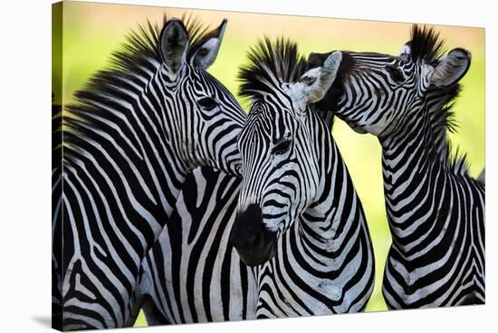 Wild Zebra Socialising-Africa-null-Stretched Canvas