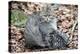 Wildcat with Offspring-Reiner Bernhardt-Premier Image Canvas