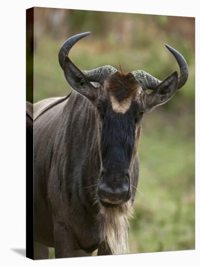 Wildebeest (Connochaetes Taurinus), Masai Mara, Kenya, East Africa, Africa-Sergio Pitamitz-Premier Image Canvas