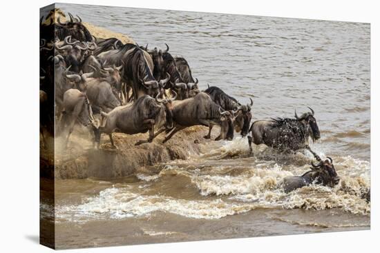 Wildebeest herd crossing Mara River in late summer, Masai Mara, Kenya, Africa-Adam Jones-Premier Image Canvas