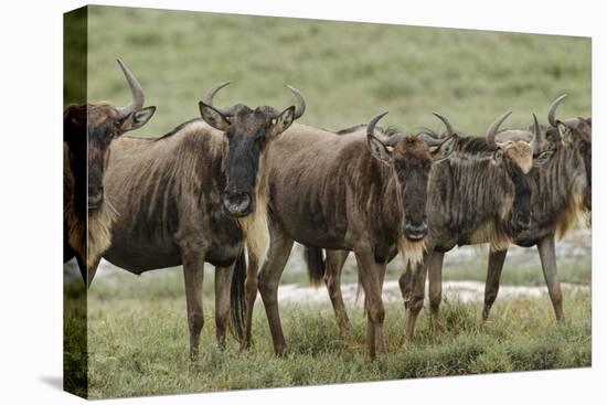 Wildebeest herd during migration, Serengeti National Park, Tanzania, Africa-Adam Jones-Premier Image Canvas