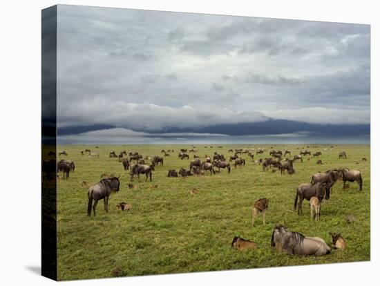 Wildebeest Herd with Calves, Ngorongoro Crater, Tanzania-Edwin Giesbers-Premier Image Canvas