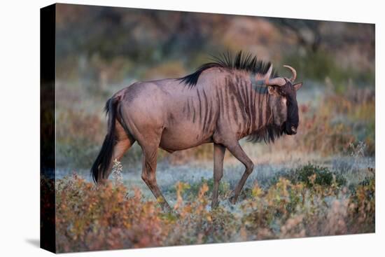 Wildebeest in a Field, Etosha National Park, Namibia-null-Stretched Canvas