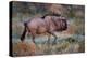 Wildebeest in a Field, Etosha National Park, Namibia-null-Stretched Canvas