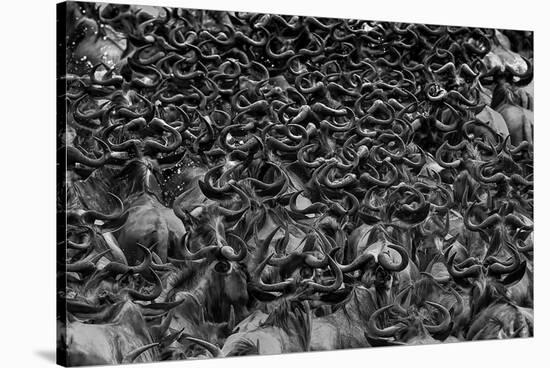 Wildebeest In Crossing-Jun Zuo-Stretched Canvas