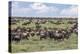 Wildebeest migration, Serengeti National Park, Tanzania, Africa-Adam Jones-Premier Image Canvas