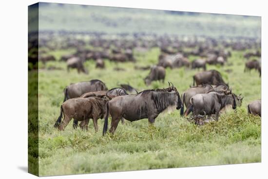 Wildebeest migration, Serengeti National Park, Tanzania, Africa-Adam Jones-Premier Image Canvas