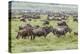 Wildebeest migration, Serengeti National Park, Tanzania, Africa-Adam Jones-Premier Image Canvas