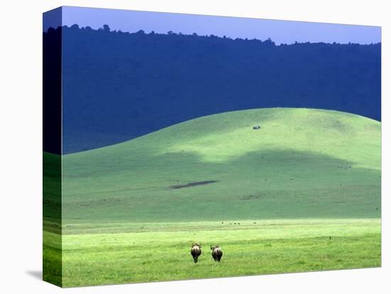 Wildebeest on Grassland in Ngorongoro Crater-Tibor Bogn?r-Premier Image Canvas