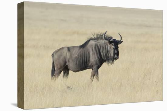 Wildebeest on the open pan Etosha National Park-Darrell Gulin-Premier Image Canvas