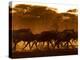 Wildebeest Running, Tanzania-Edwin Giesbers-Premier Image Canvas