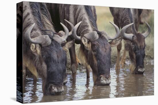 Wildebeest-DLILLC-Premier Image Canvas