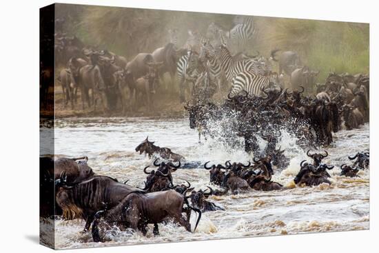 Wildebeests are Crossing Mara River. Great Migration. Kenya. Tanzania. Masai Mara National Park. An-GUDKOV ANDREY-Premier Image Canvas