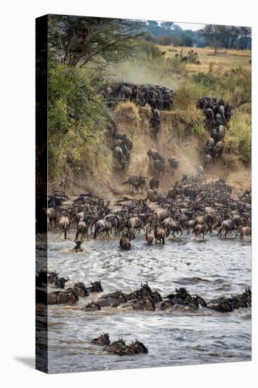 Wildebeests Crossing Mara River, Serengeti National Park, Tanzania-null-Stretched Canvas