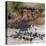 Wildebeests Crossing Mara River, Serengeti National Park, Tanzania-null-Stretched Canvas