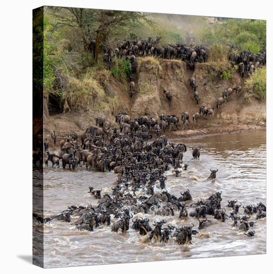 Wildebeests Crossing Mara River, Serengeti National Park, Tanzania-null-Stretched Canvas