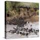 Wildebeests Crossing Mara River, Serengeti National Park, Tanzania-null-Stretched Canvas