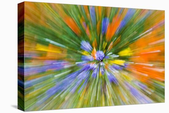 Wildflower abstract, Tehachapi Mountains, Angeles National Forest, California, USA-Russ Bishop-Premier Image Canvas