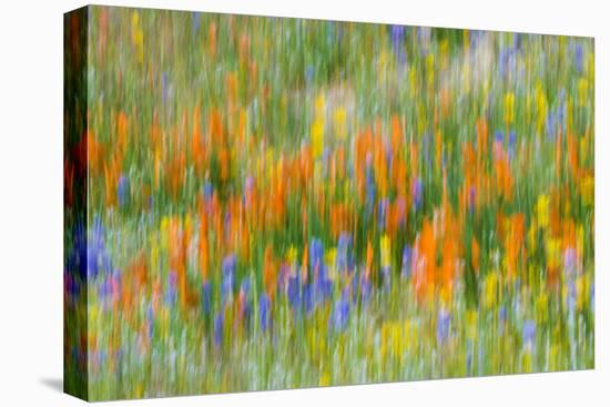 Wildflower abstract, Tehachapi Mountains, Angeles National Forest, California, USA-Russ Bishop-Premier Image Canvas