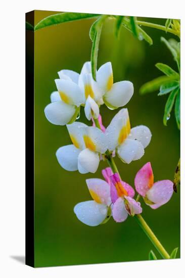 Wildflower. Bale Mountains National Park. Ethiopia.-Roger De La Harpe-Premier Image Canvas