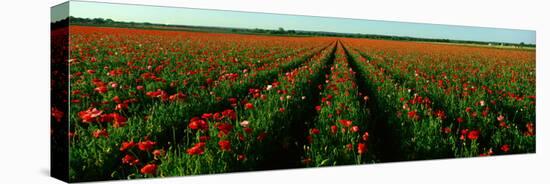 Wildflower Farm, Fredericksburg, Texas-null-Stretched Canvas