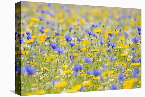 Wildflower Meadow Cultivated with Cornflower-null-Premier Image Canvas