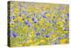 Wildflower Meadow Cultivated with Cornflower-null-Premier Image Canvas