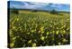Wildflower Meadow In South Africa-Bob Gibbons-Premier Image Canvas