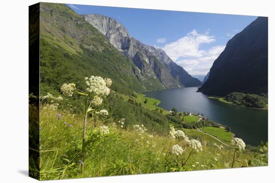 Wildflower Meadow Overlooking Naeroyfjorden, Sogn Og Fjordane, UNESCO World Heritage Site, Norway-Gary Cook-Premier Image Canvas