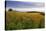 Wildflower Meadow-Bob Gibbons-Premier Image Canvas