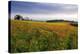 Wildflower Meadow-Bob Gibbons-Premier Image Canvas