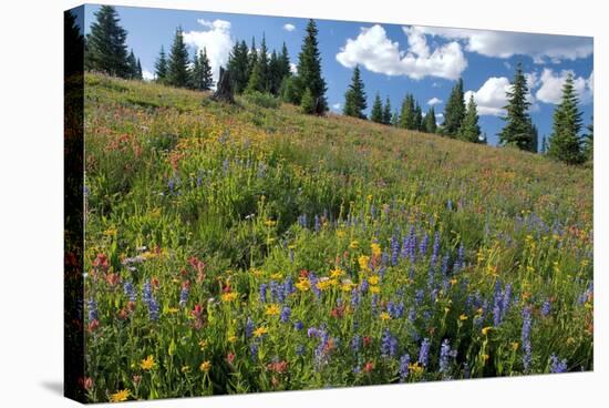 Wildflower Meadow-Bob Gibbons-Premier Image Canvas