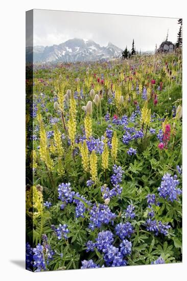 Wildflower Meadow-Bob Gibbons-Premier Image Canvas