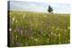 Wildflower Meadows, Romania-Bob Gibbons-Premier Image Canvas