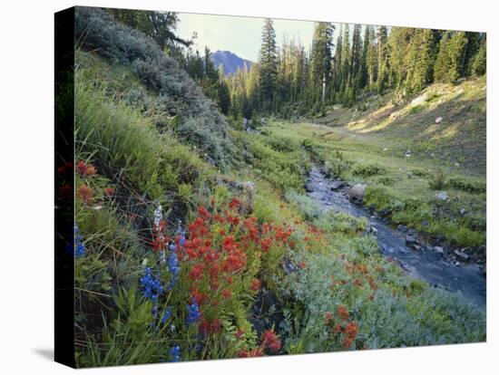 Wildflowers Along Chamberlain Creek, White Cloud Peaks, Sawtooth National Reservation Area, Idaho-Scott T^ Smith-Premier Image Canvas