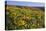 Wildflowers along Hillside, Columbia River Gorge National Scenic Area, Oregon-Craig Tuttle-Premier Image Canvas