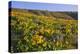 Wildflowers along Hillside, Columbia River Gorge National Scenic Area, Oregon-Craig Tuttle-Premier Image Canvas