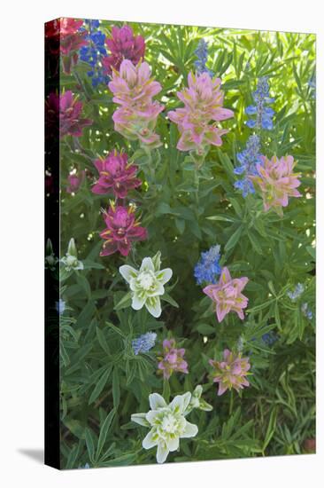 Wildflowers, Alta Ski Resort, Uinta-Wasatch-Cache Nf, Utah-Howie Garber-Premier Image Canvas