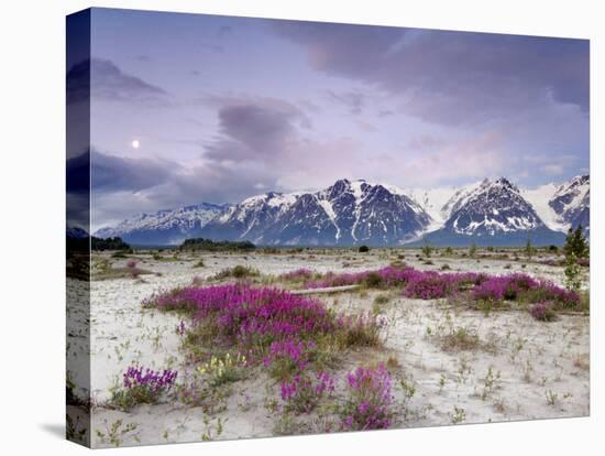 Wildflowers and Fairweather Range, Alsek River Valley, Alaska, USA-Don Paulson-Premier Image Canvas