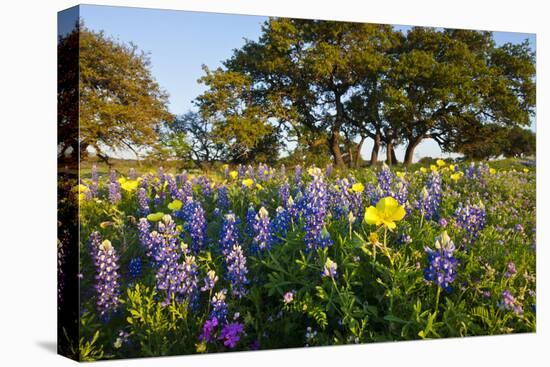 Wildflowers and Live Oak in Texas Hill Country, Texas, USA-Larry Ditto-Premier Image Canvas