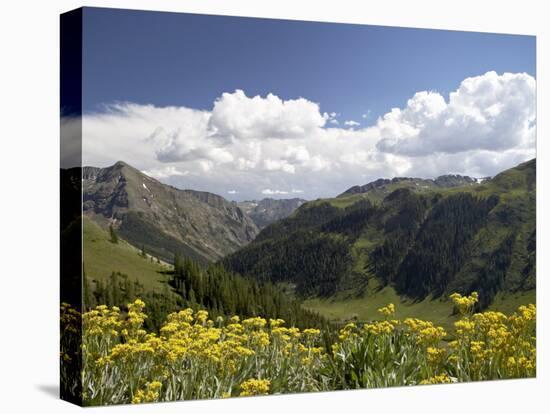 Wildflowers and Mountains Near Cinnamon Pass, Uncompahgre National Forest, Colorado-James Hager-Premier Image Canvas