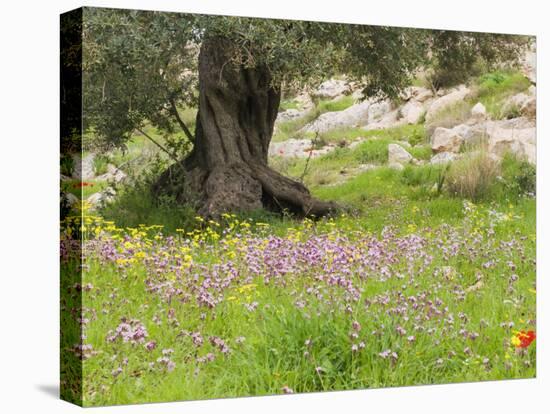 Wildflowers and Olive Tree, Near Halawa, Jordan, Middle East-Schlenker Jochen-Premier Image Canvas