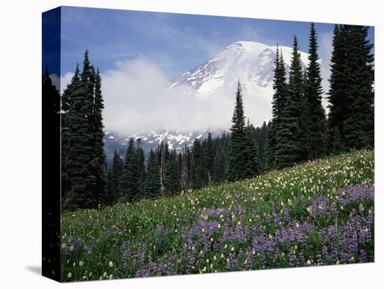 Wildflowers at Paradise Meadow-James Randklev-Premier Image Canvas